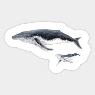 Humpback whale mother and baby whale Sticker